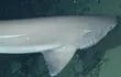 Notorynchus cepedianus tiburon registrado en aguas profundas de galápagos