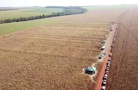 Un campo de cultivo de maíz en el distrito de Naranjal, al sur de Alto Paraná.
