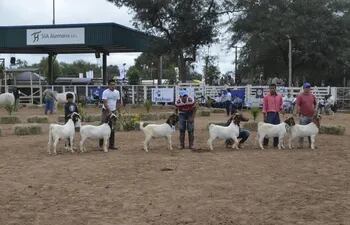 Foto ilustrativa de ganado caprino, en una exposición ganadera de nuestro país.