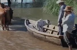 Terneritos, cabras y ovejas son evacuados en canoas ante la llegada del agua a los establecimiento en Ñeembucú.