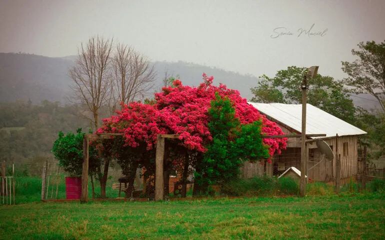 Santa Rita en flor, una casita rural y parte de la Cordillera de San Rafael en la fotografía de Sonia Maciel hecha en el distrito de Tavai.