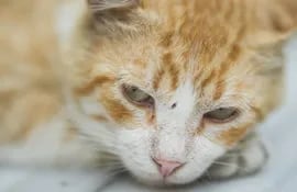 La rinotraqueitis es una enfermedad viral común en gatos y muy contagiosa, que de no ser tratada a tiempo podría ocasionar la muerte de los felinos.