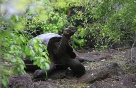 galapagos-al-rescate-de-las-tortugas-gigantes-151612000000-615841.jpg