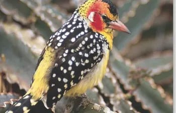 Un ave de frente amarilla y roja.
