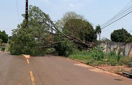 Muchos árboles cayeron sobre postes, lo que ocasionó cortes de energía eléctrica.