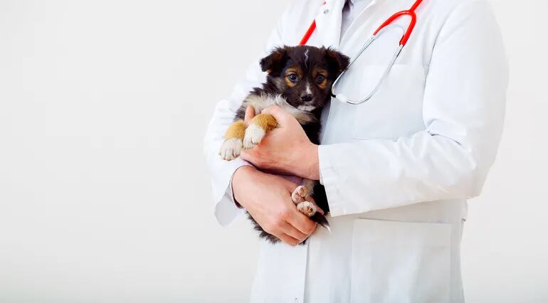 Un cachorro con cara de asustado en brazos de un veterinario.