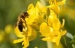 Las abejas acceden al polen y el néctar de flores abiertas.