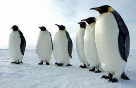 pinguinos-70243000000-397157.jpg