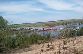 Pequeños productores de Cerrito, sacan su animales en apuros de la isla y de los carrizales ante la crecida del río Paraná.
