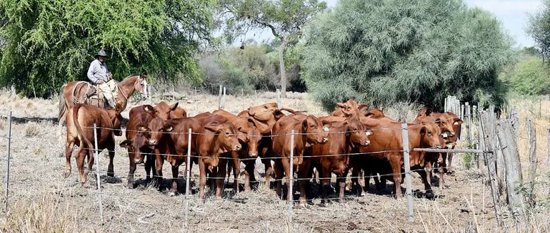 Además de los bajos precios del ganado, los productores del Chaco fueron afectados este año por una larga y aguda sequía.