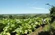 productores-de-tabaco-en-itapua-estan-con-muy-buena-expectativa-213022000000-1402774.jpg
