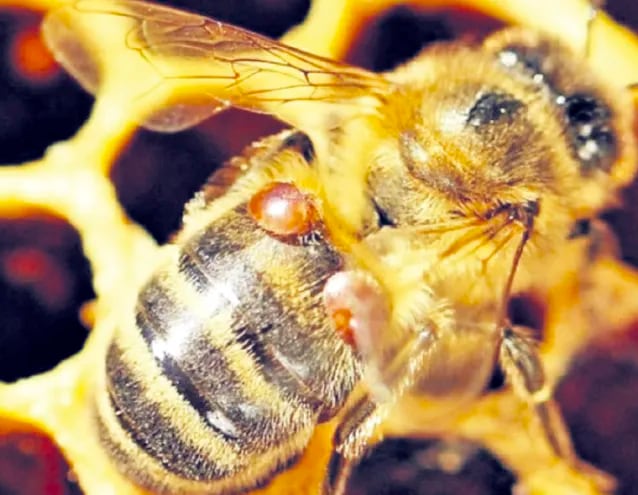 La varroa es un parásito parecido a la garrapata, que ataca a las abejas y a las larvas, destruyendo la colmena.