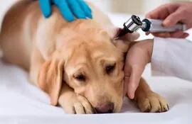 El “cerumen” en realidad protege el oído de los caninos, pero en presencia de un patógeno se produce una mayor cantidad, taponando el canal auditivo. Esta enfermedad común en ciertas razas es llamada otitis.