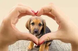 “Una mascota es un compromiso, exige muchos cuidados y sobre todo amor”, afirma la doctora Rebecca Moreno, veterinaria.