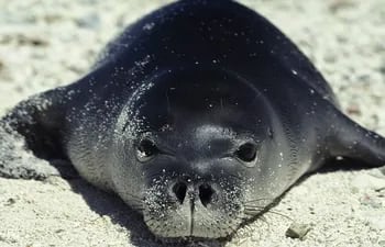 Pixie, una foca gris regordeta, rueda al agua para recuperar el pescado que le dejaron para su almuerzo. Es una de las cientos de focas rescatadas en la isla escocesa de Shetland tras ser víctimas de los microplásticos y las sustancias químicas.