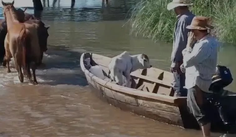 Terneritos, cabras y ovejas son evacuados en canoas ante la llegada del agua a los establecimiento en Ñeembucú.