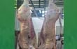 La fotografía muestra la conformación excelente de carne bovina al gancho, obtenida durante el muestreo para la tipificación en plantas industriales.