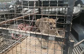 El animal rescatado en una jaula.