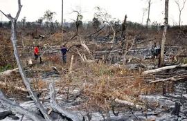 destruccion-de-unas-50-hectareas-de-bosques-nativos-dentro-de-la-propiedad-de-la-brasilena-iara-vendramini-ubicada-en-el-area-de-amortiguamiento-de-214815000000-1135960.jpg