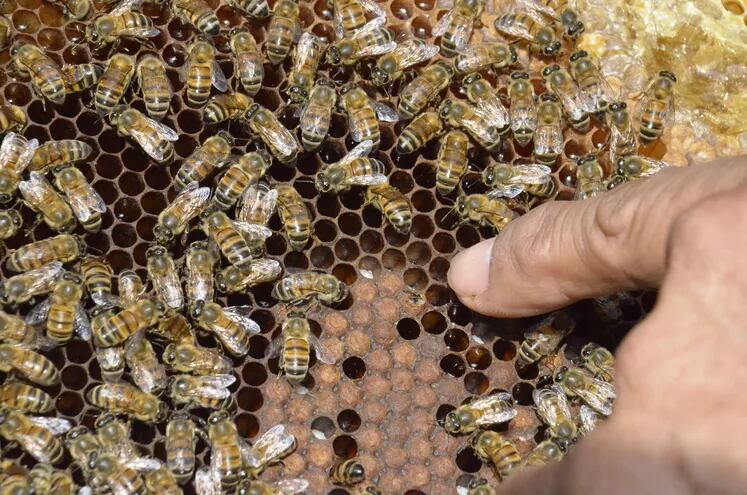 Los trabajos de previsión en apicultura, son claves para la buena invernada de las abejas.