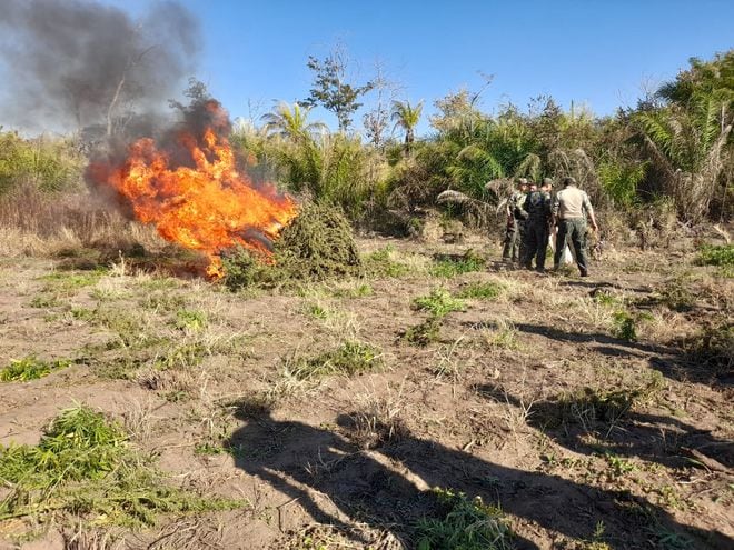Un grupo de militares proceden a la quema de plantas de la droga, que fueron amontonadas en medio de la parcela destruida.