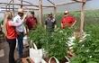Las autoridades de Santa Rosa del Aguaray y campesinos de Aguerito muestran la gran producción de marihuana
