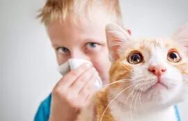 No todas las personas son alérgicas a los gatos. Las alérgicas, generalmente son personas mas propensas a sufrir también de otros tipos de alergias.