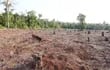 unas-23-000-hectareas-de-bosques-son-arrasadas-cada-ano-en-la-region-oriental-de-paraguay-a-pesar-de-que-desde-hace-10-anos-existe-la-ley-de-defores-224349000000-1386826.jpg
