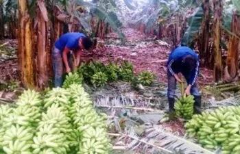 producen-banana-de-oro-en-guayaybi-104210000000-1838816.jpg