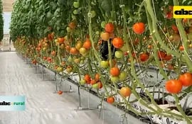 Riego con inteligencia artificial en invernadero y slaps en horticultura