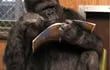 muere-koko-la-gorila-que-manejaba-el-lenguaje-de-senas-153219000000-1725074.png