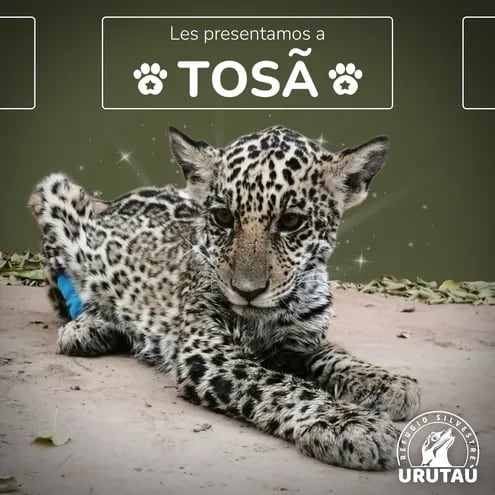 Tosã  es el nombre de la cachorra yaguareté rescatada en el Chaco.